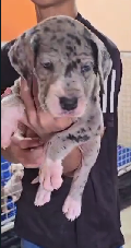 Buy Vaccinated  Great Dane Puppy from Ahmedabad
